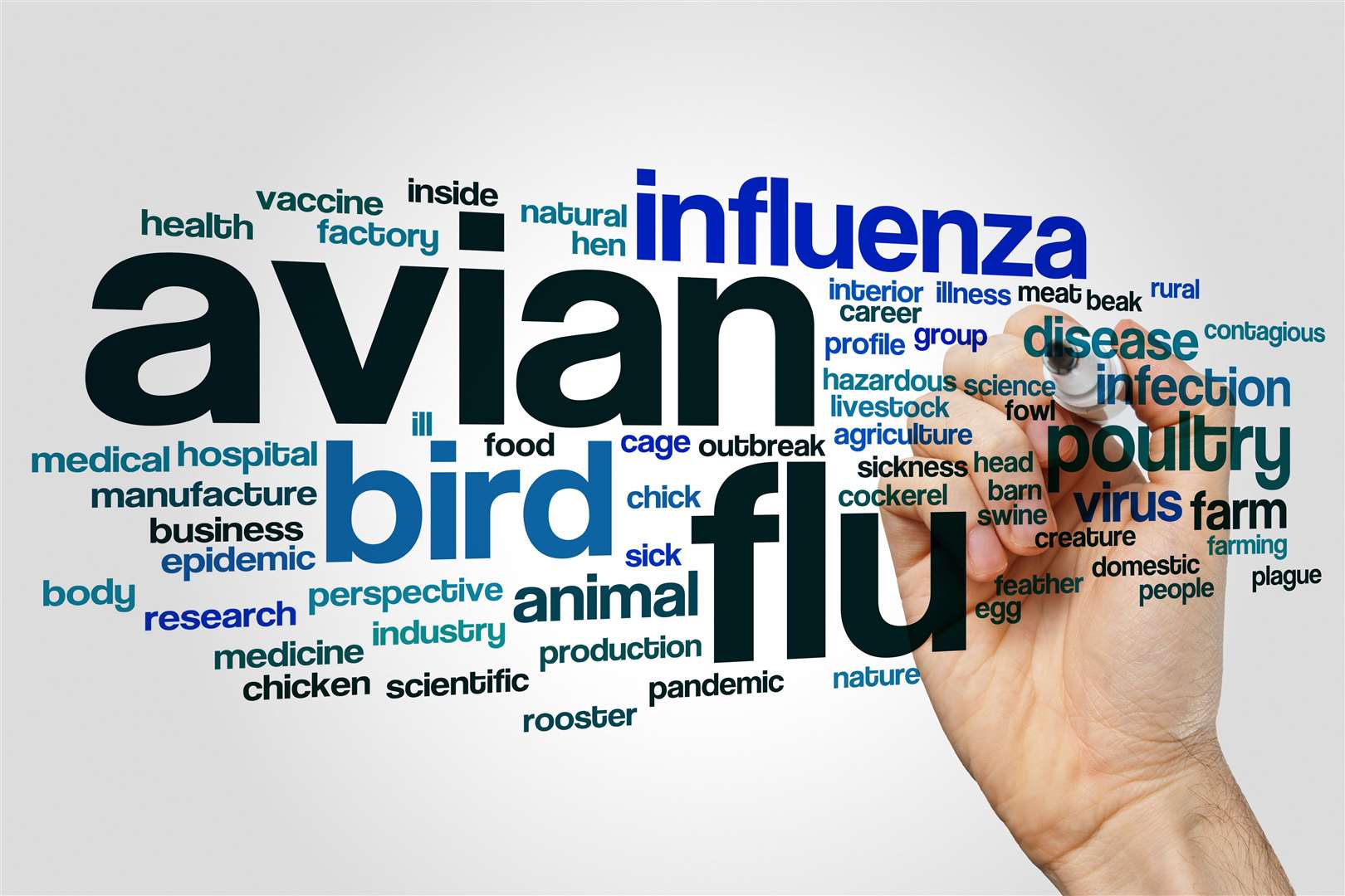 Avian influenza, or bird flu, is an infectious type of influenza that spreads among birds.