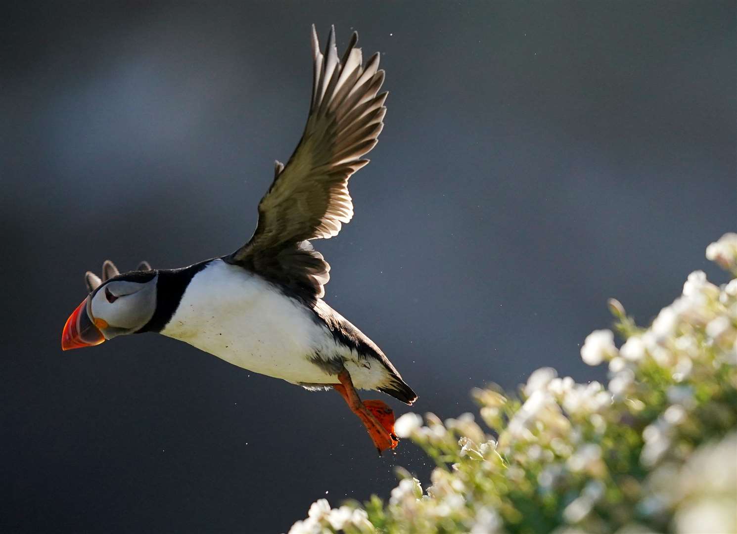 General views of Puffins on Saltee Island off Co Wexford, one of Ireland’s major bird sanctuaries (Niall Carson/PA)