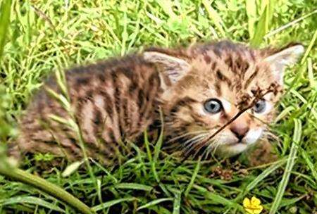 Wildcat Kitten, Wildcat, Scottish Wildcat