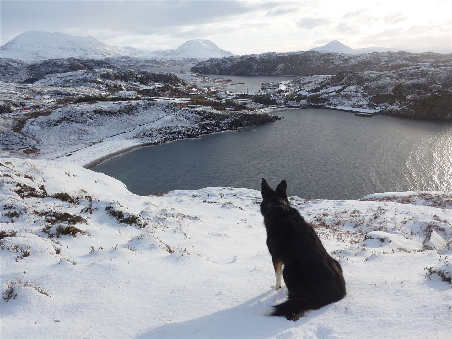 Annie the dog looks over Kinlochbervie harbour and Loch Clash, against the backdrop of mountains, Foinaven, Arkle and Stack. Photo: Murdo MacPherson