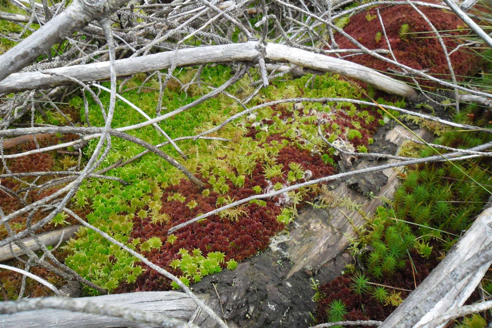 Sphagnum moss covering brash in a forest to bog restoration area.