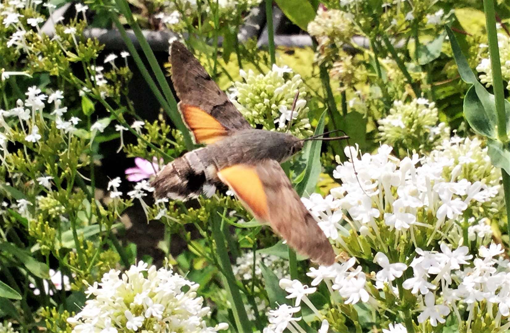 The hummingbird hawk-moth was filmed and photographed in a Thurso garden. Picture: Steven Buttress