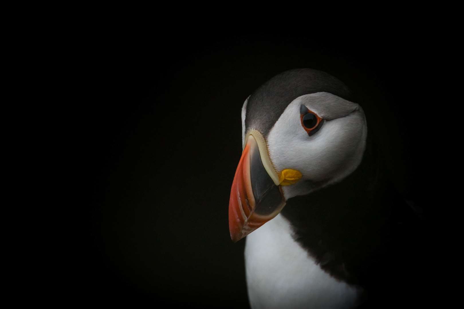 An Atlantic puffin. Picture: Johnny Rolt.