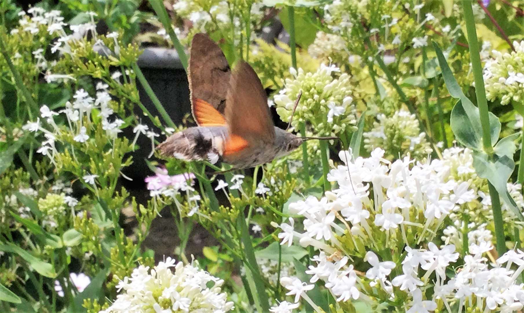 Hummingbird hawk-moths are considered to be a lucky omen. Picture: Steven Buttress