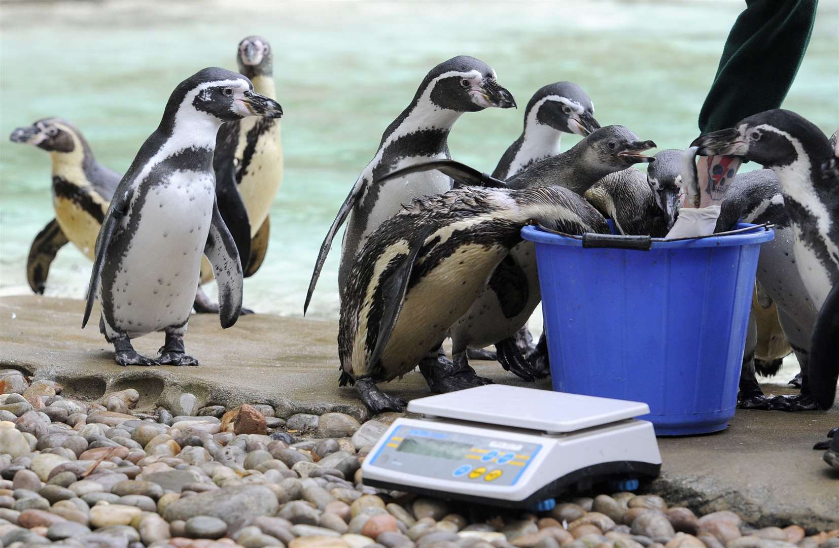 Humboldt penguins prepare to take part in the annual weigh-in at ZSL London Zoo, where more 17,000 animals had their height and weight recorded (Lauren Hurley/PA)