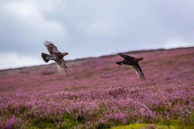 Controversy in the air: red grouse in flight.