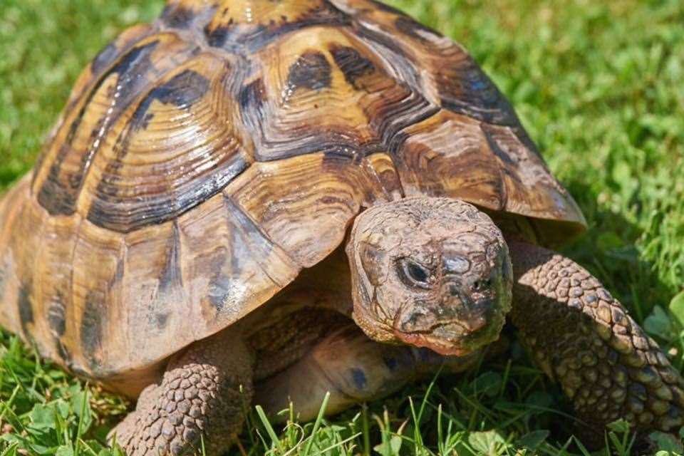 Saffy the tortoise