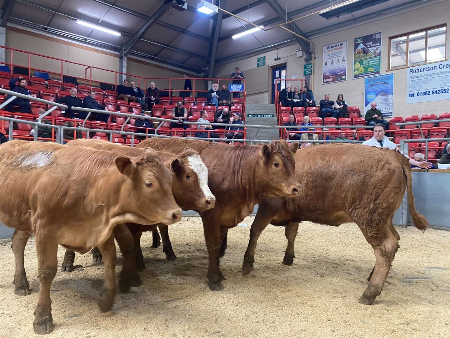 Dingwall Mart reported a 'furious frenzy' of bidding at the sale with happy vendors unable to meet soaring demand. Picture: Dingwall and Highland Marts Ltd