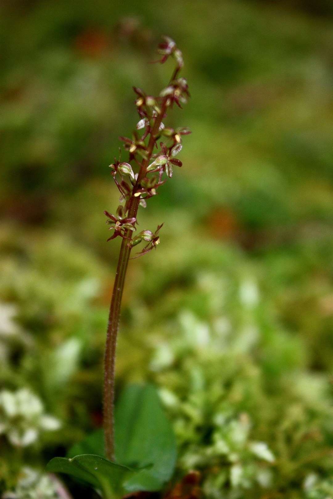 The rare Twayblade orchid found by Lochinver pupils.