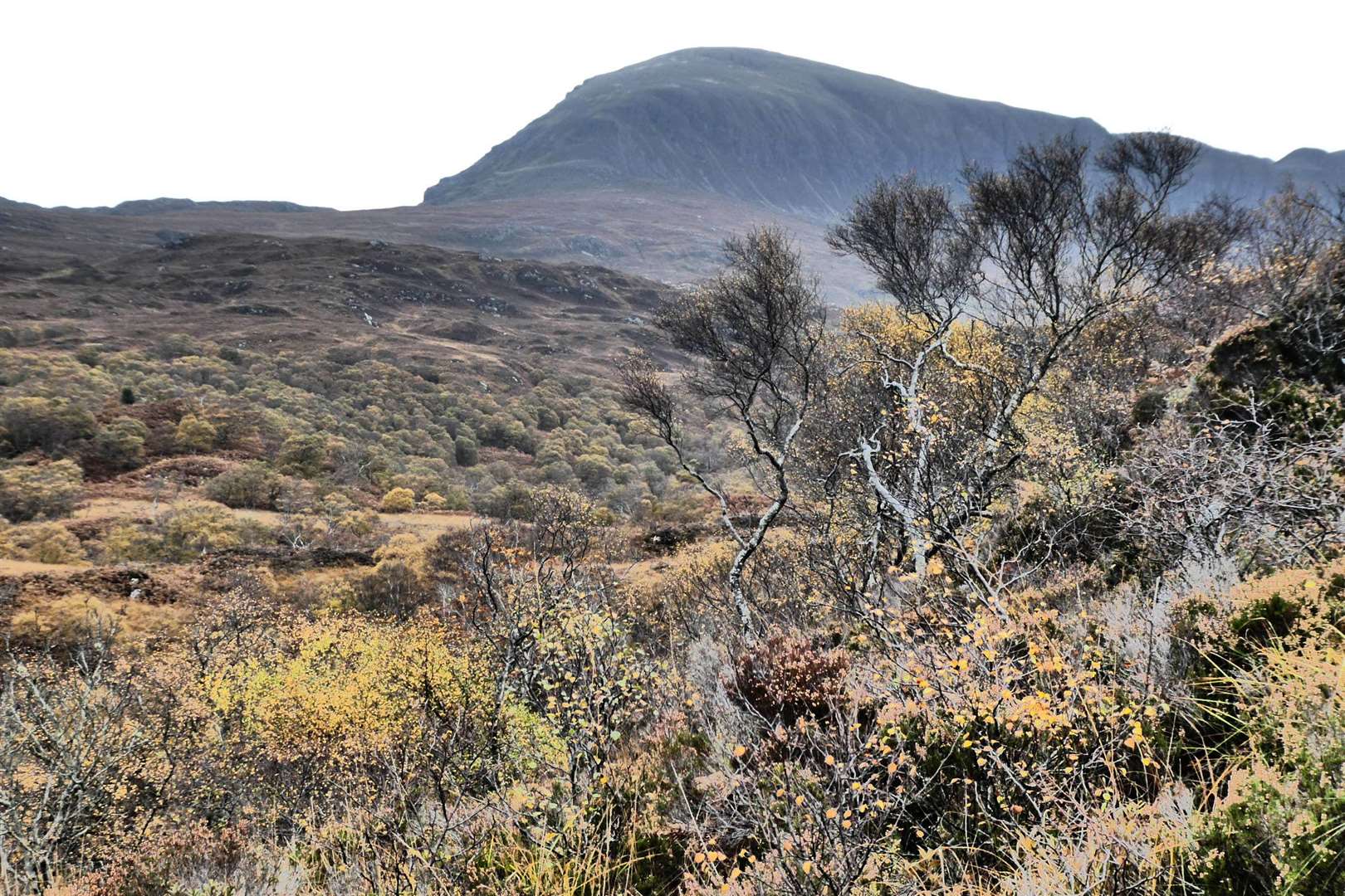 Regenerating woodland, with Quinag in the background. Picture:Victor Clements