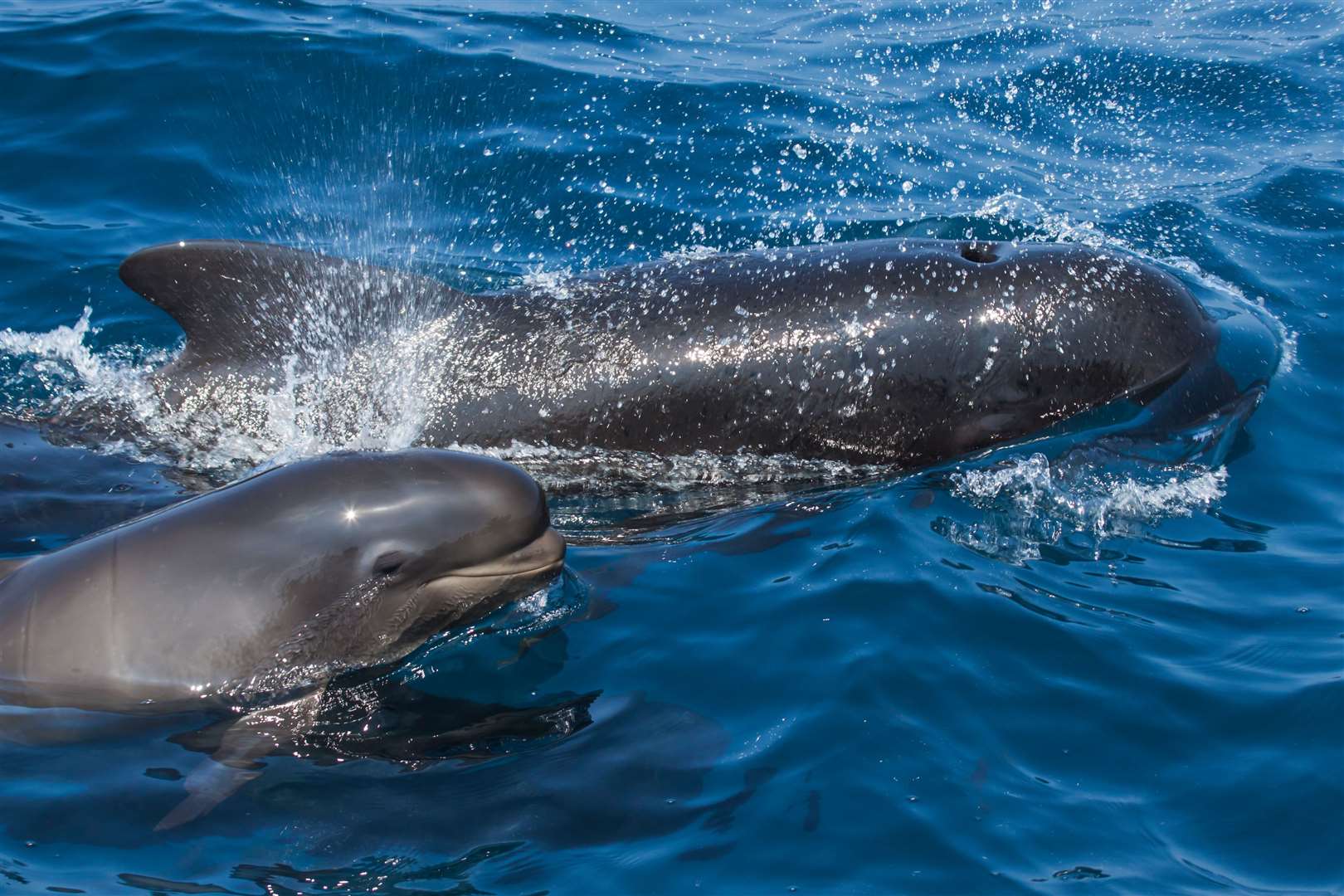 Pilot whales are known to be prone to stranding.