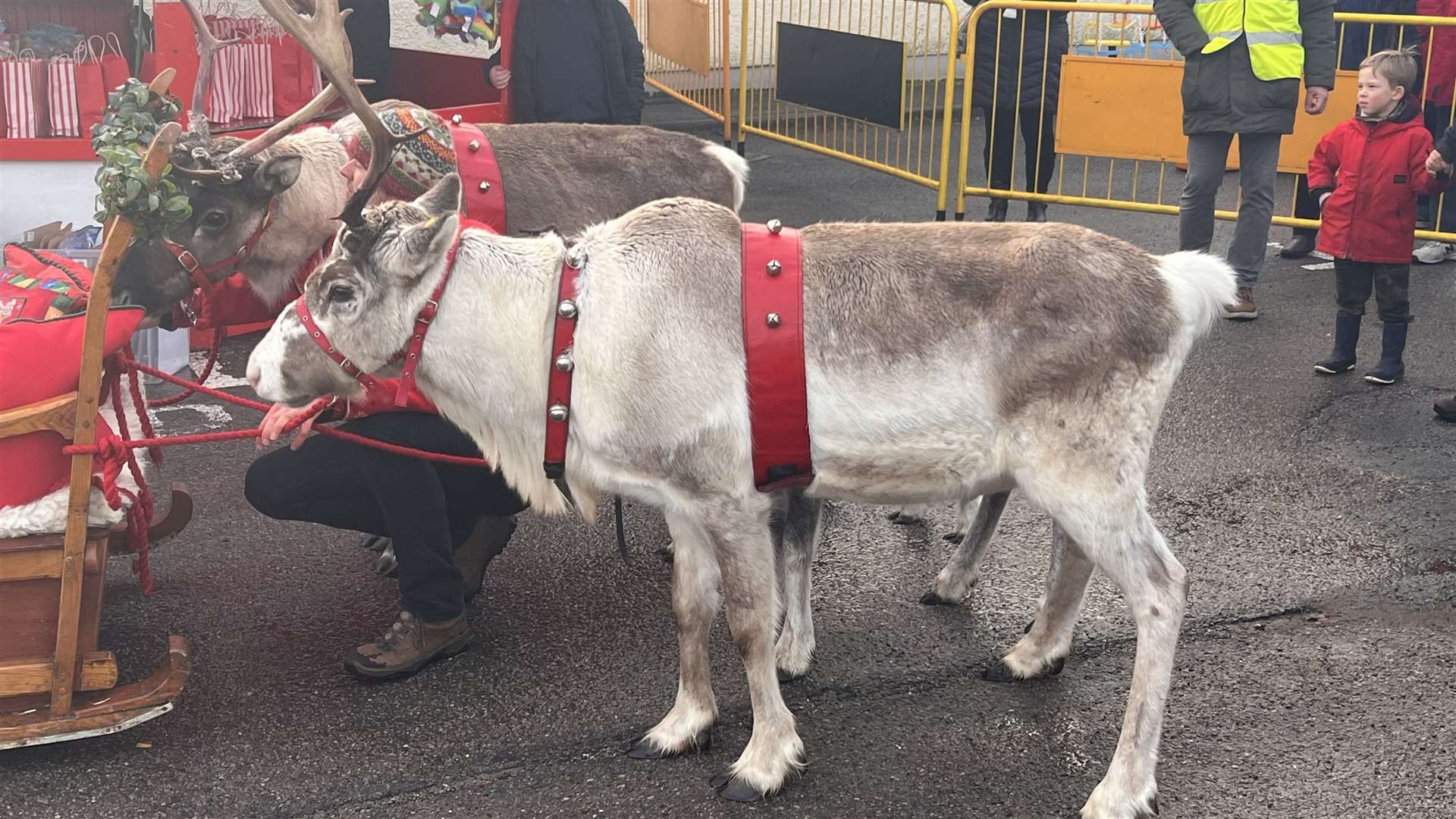 The reindeer are a star attraction at Lairg Winterfest.
