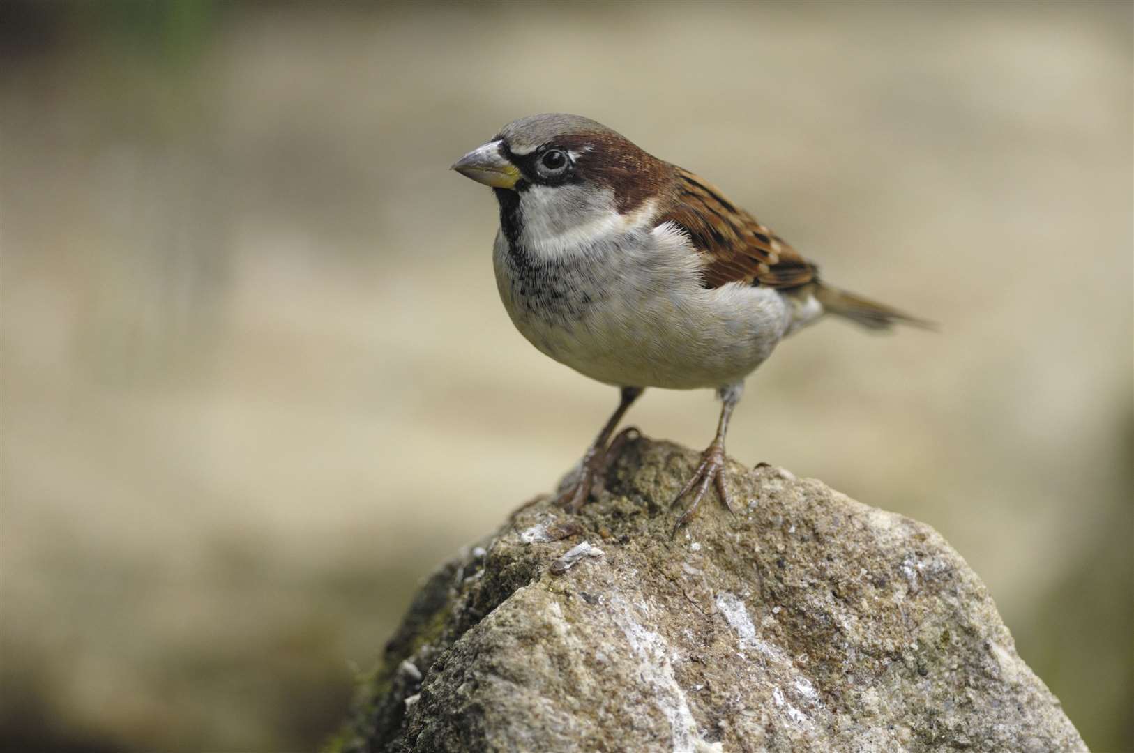 House sparrows are the most common birds in the UK but for how much longer?