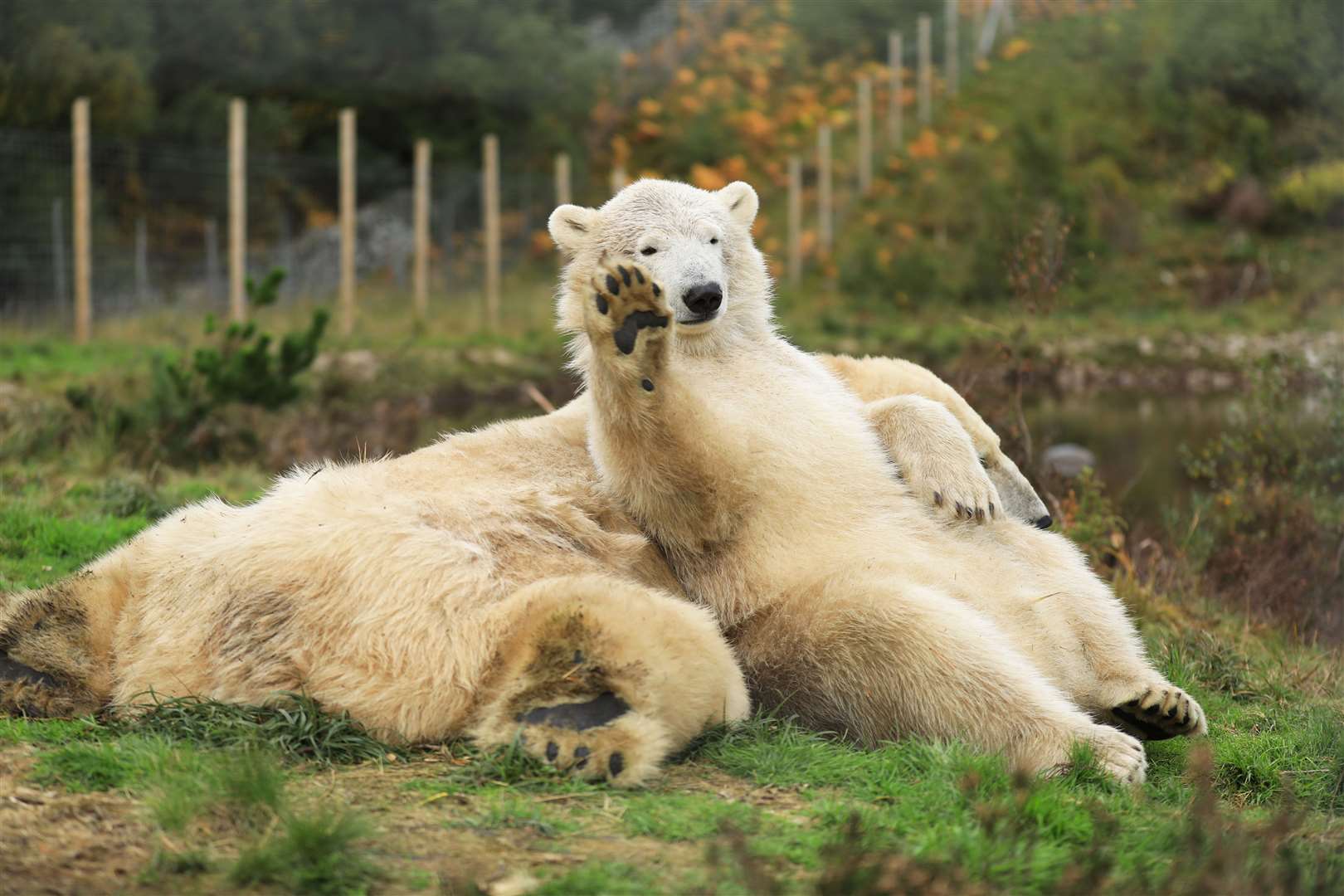 Hamish with mum Victoria at the Highland Wildlife Park. Picture: RZSS