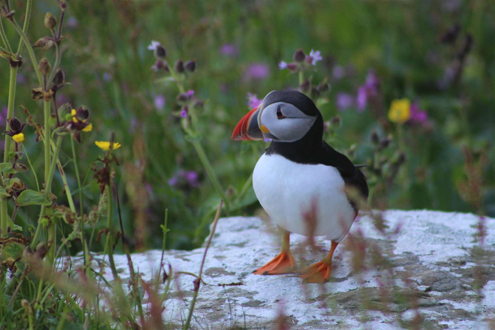 Edward Hancox snapped this puffin at Westray, Orkney.