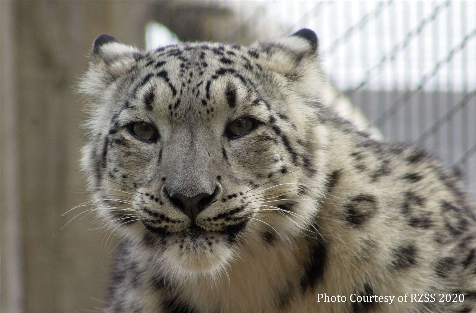 The two snow leopards will be moving to their new home near to Morpeth next month.