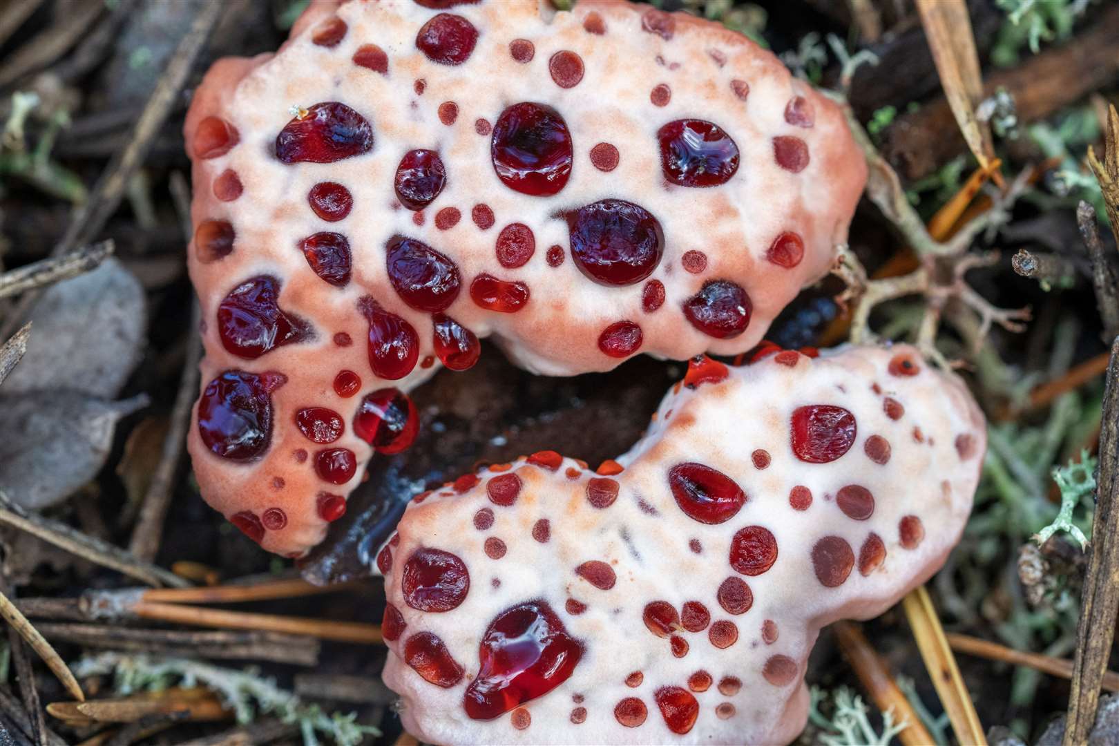 A Devil's Tooth, or Bleeding Tooth fungus is one of the fungi to be found at Rosehall Forest. Stock Image