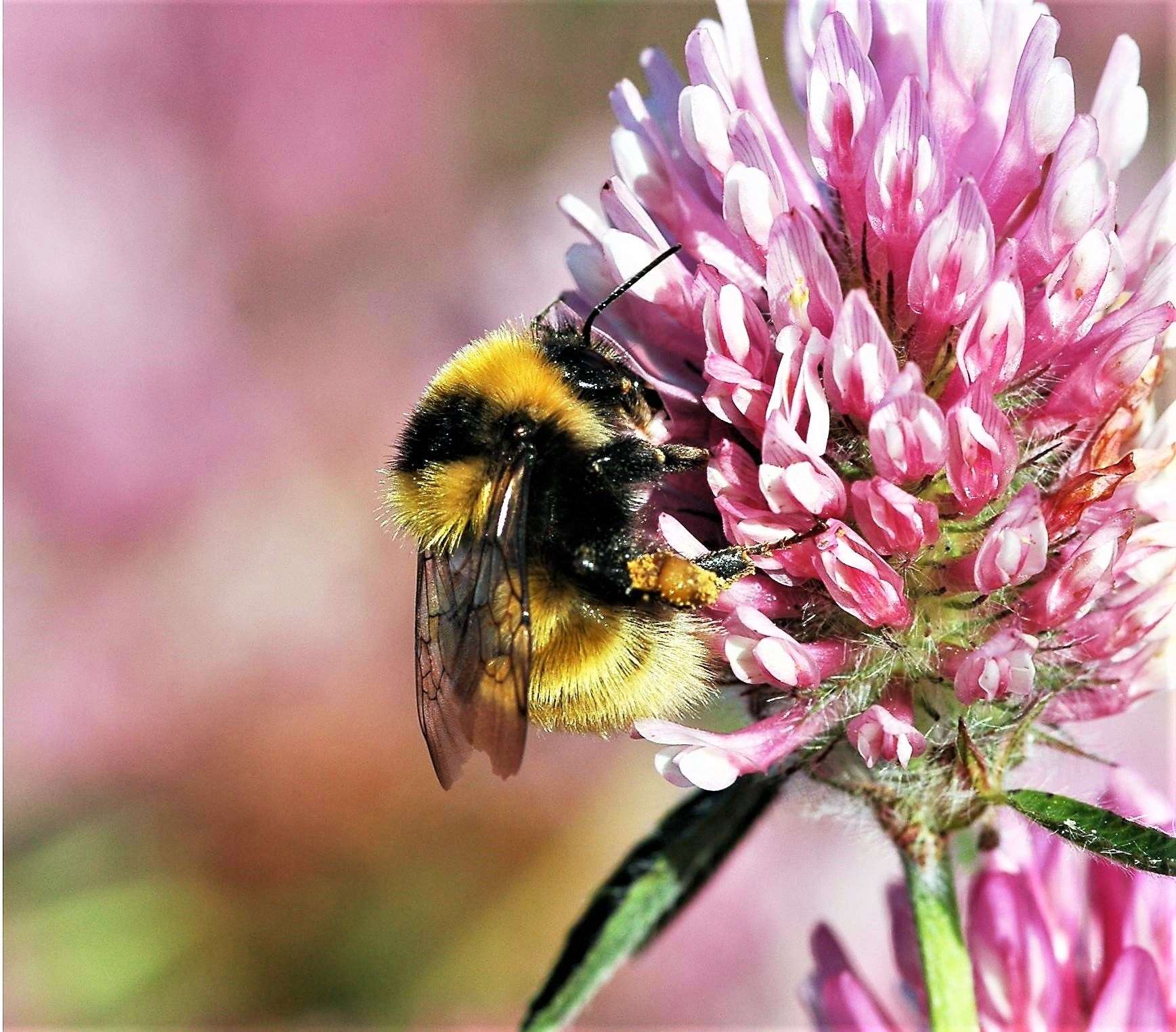 The great yellow bumblebee is the focus of the Species on the Edge project in the area.