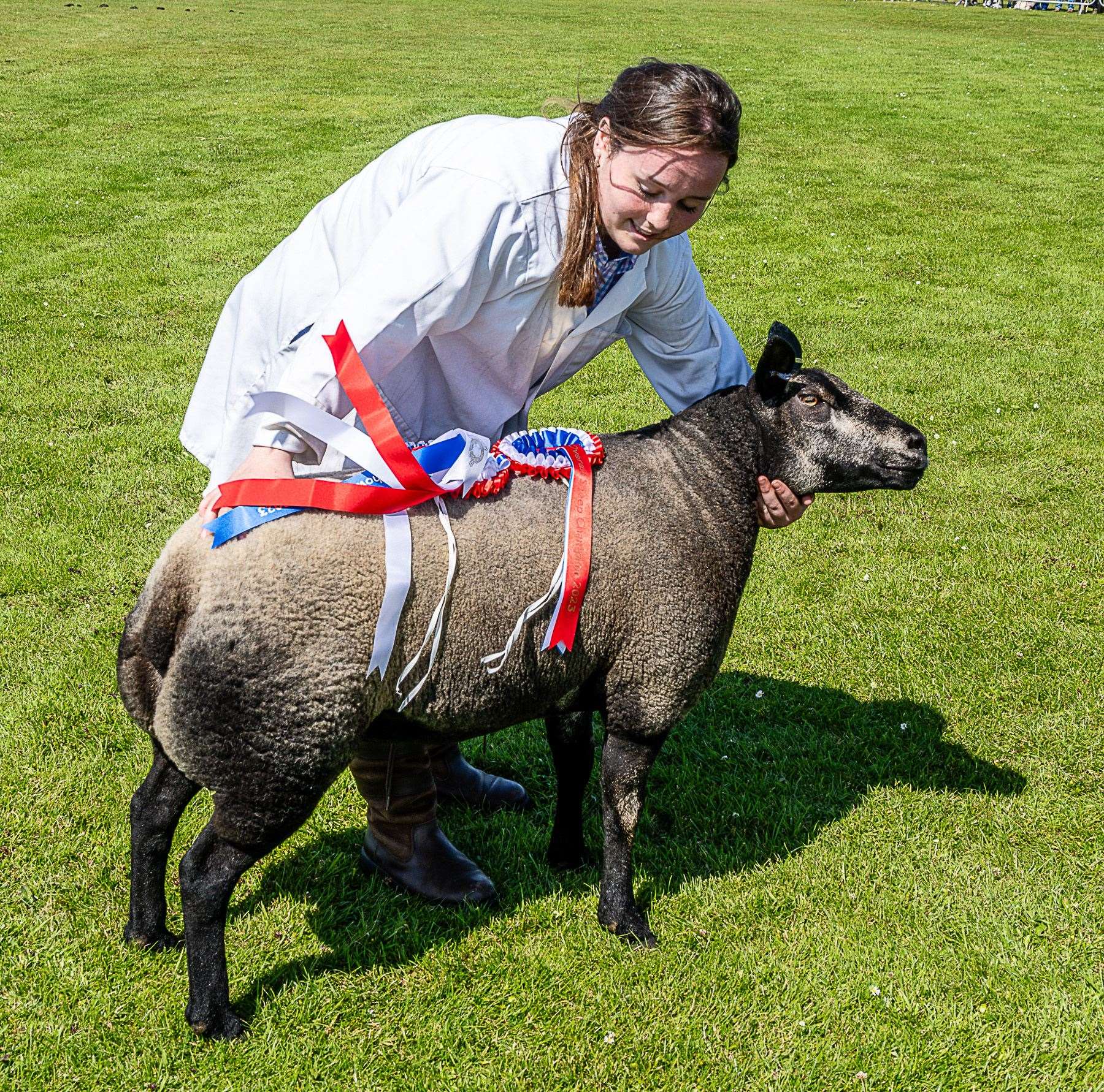 Overall Champion Sheep: Blue Texel, J Munro & Sons, Invercharron Farm, Ardgay. Photo: East Sutherland Camera Club