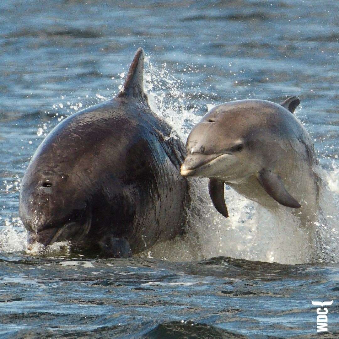 Moray Firth's famous dolphin Mischief was found near Latvia. Pictures by Charlie Phillips, Whale and Dolphin Conservation.