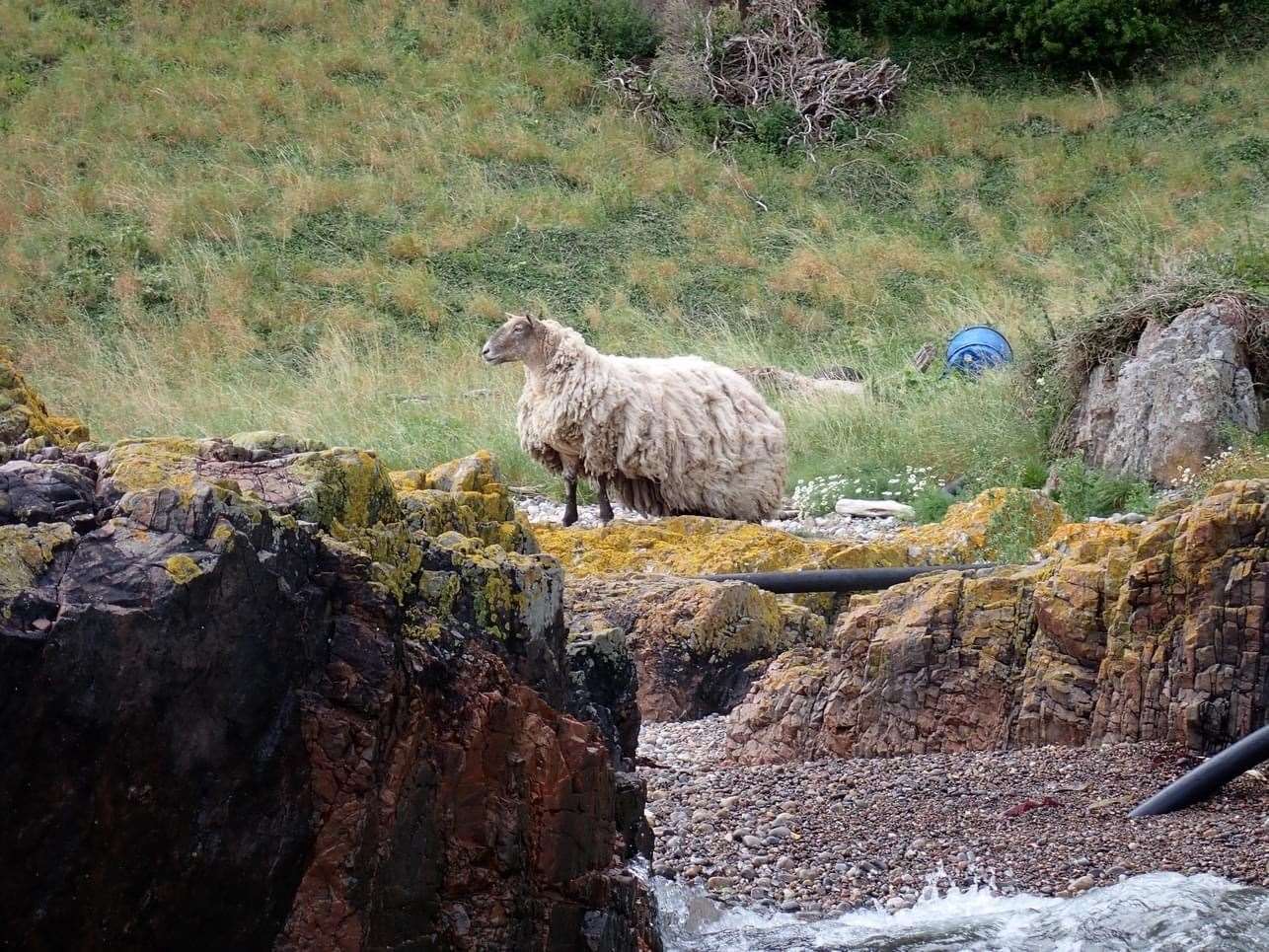 The sheep has been so long at the bottom of the cliff that her fleece is now huge and touching the ground at the back.