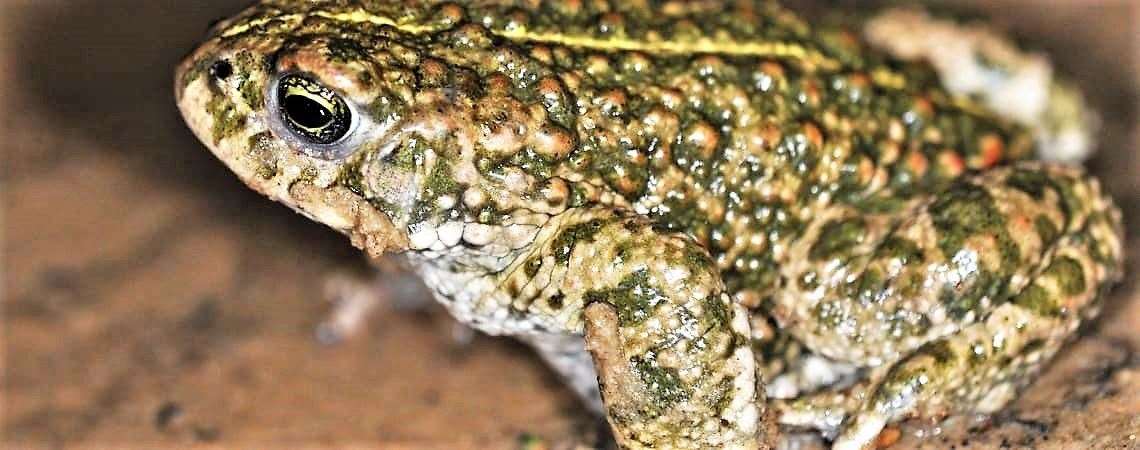 Natterjack toad which is rare in the UK.