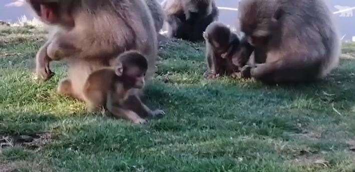 Some of the baby snow monkeys with their parents. Picture: RZSS.
