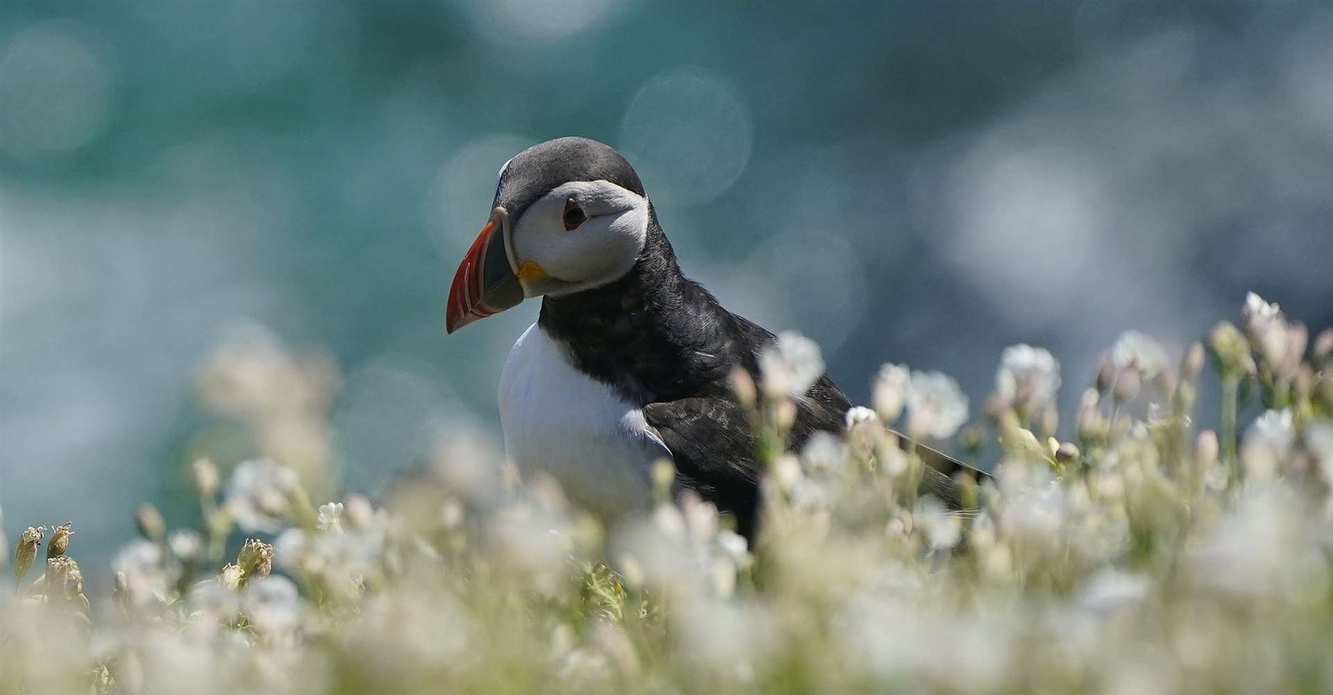More research is needed into puffin populations in Ireland, say experts (Niall Carson/PA)