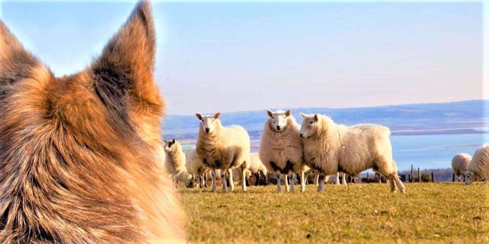 Farmers are worried about the possible impact on livestock of more dog walkers heading for the countryside over the upcoming Easter holiday.