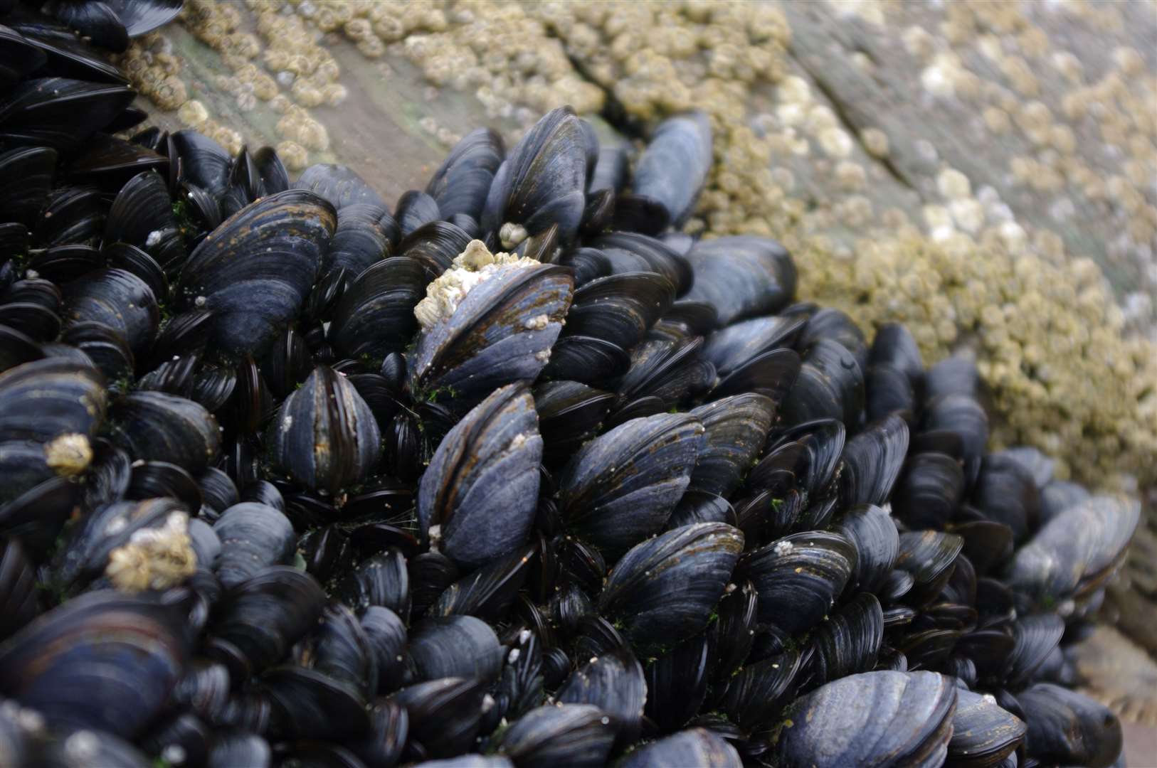 Mussels and other shellfish from Loch Glencoul should not be eaten until further notice