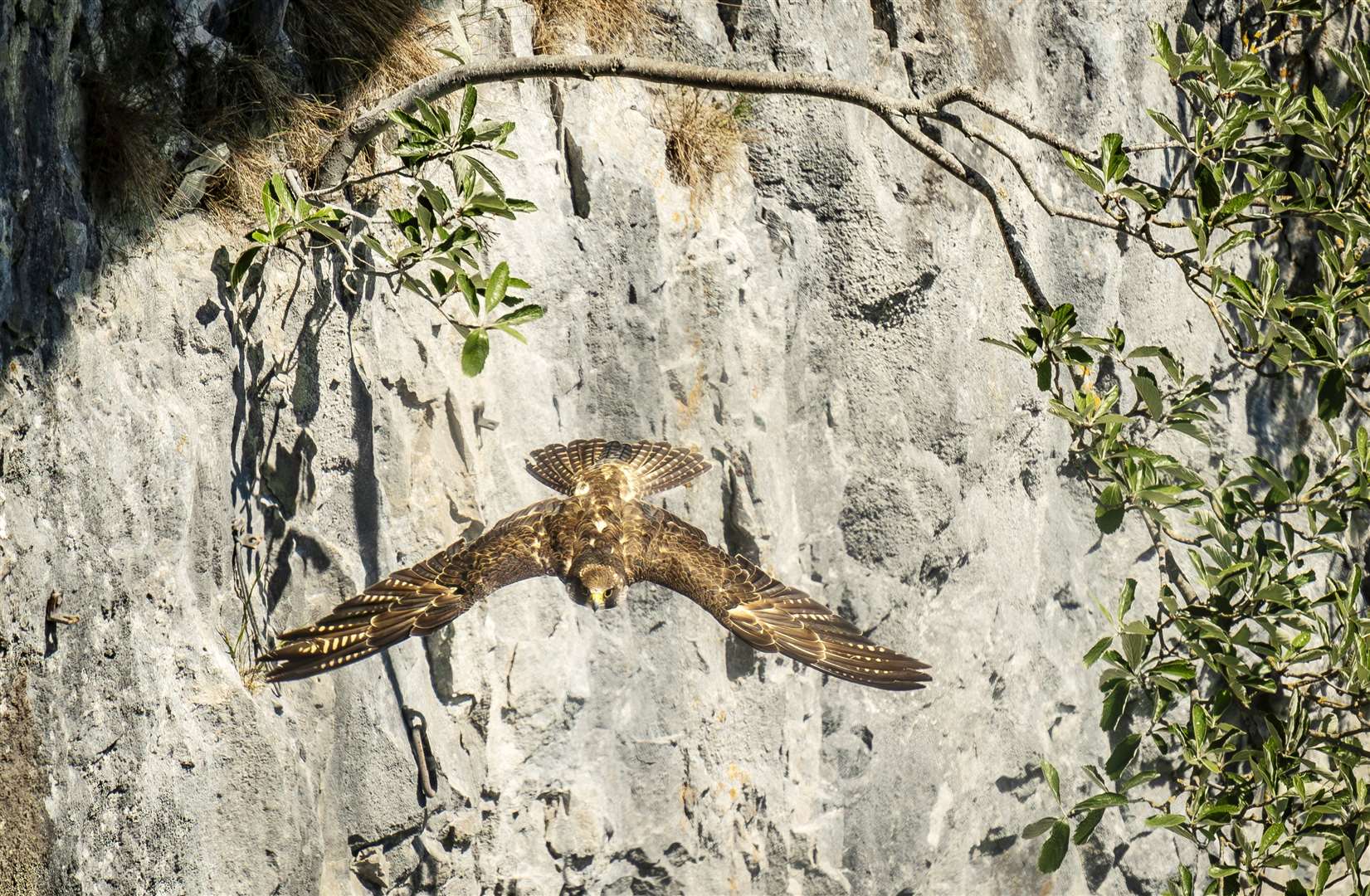 Peregrine falcons set off false alarms to make prey easier to catch, according to a study (Danny Lawson/PA)
