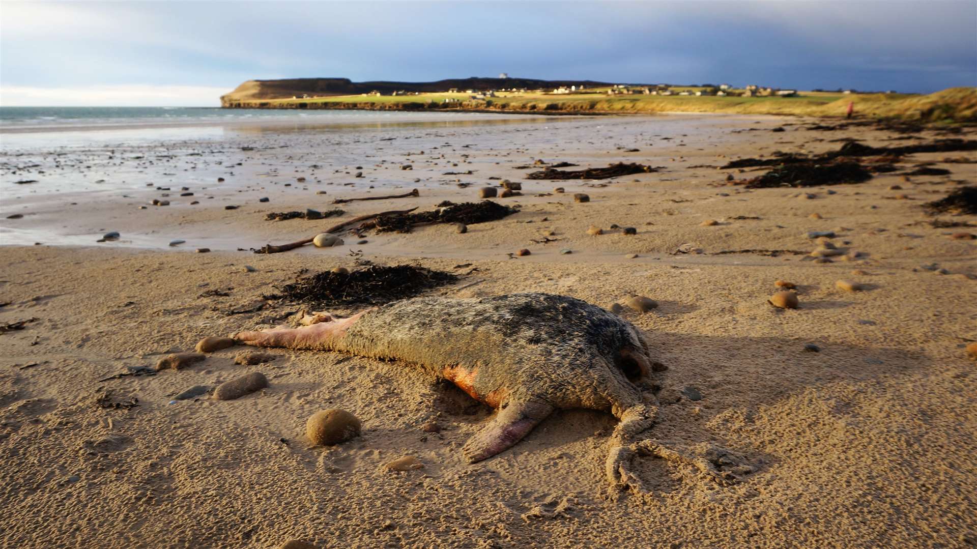 The remains of a seal on Dunnet Beach back in 2019. Seal carcases and similar creatures often wash into the bay and can be mistaken for human remains. Picture: DGS