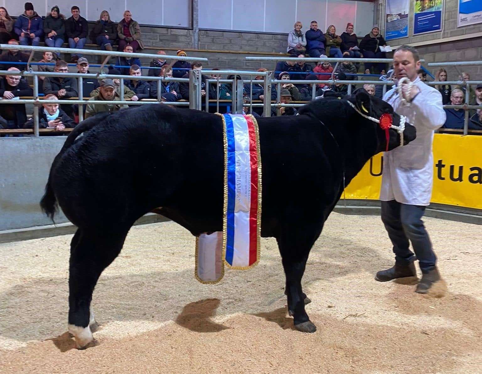 A British Blue cross bullock from G W Begg, Vauldale, Nybster was Open Prime Cattle champion for the second year running at the Caithness Christmas show.