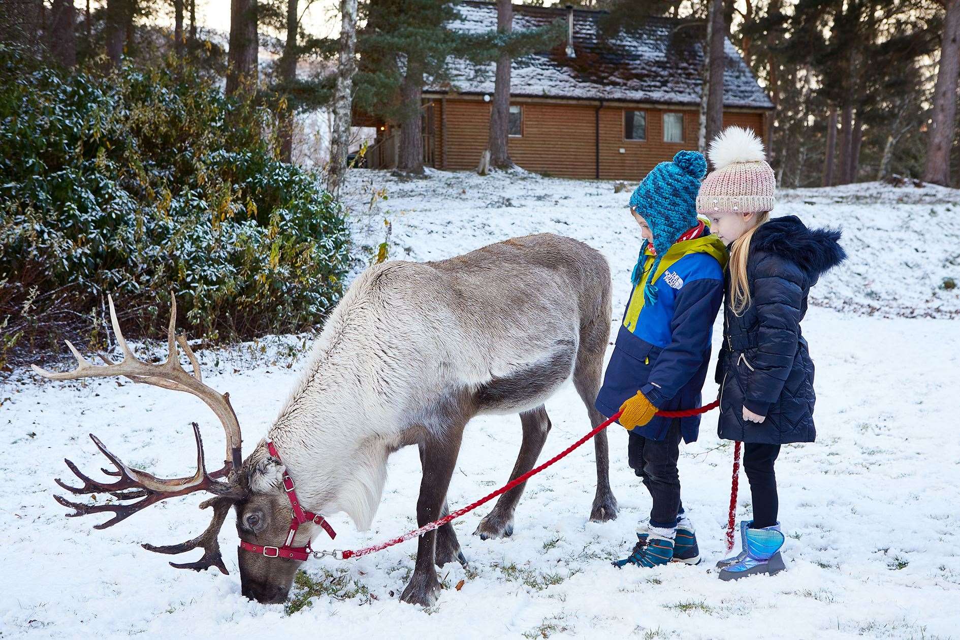 Meet and feed the magnificent Cairngorm reindeer - but you can't take them home!