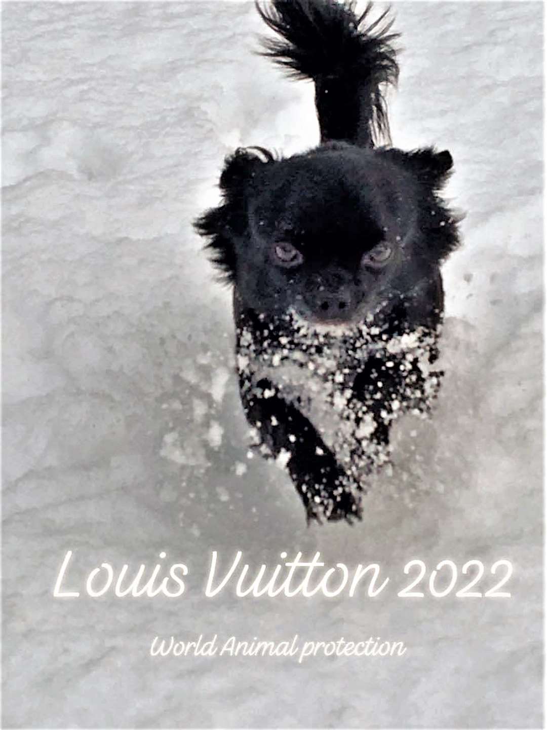 Louis Vuitton calendar for 2022 with money raised for an animal charity.