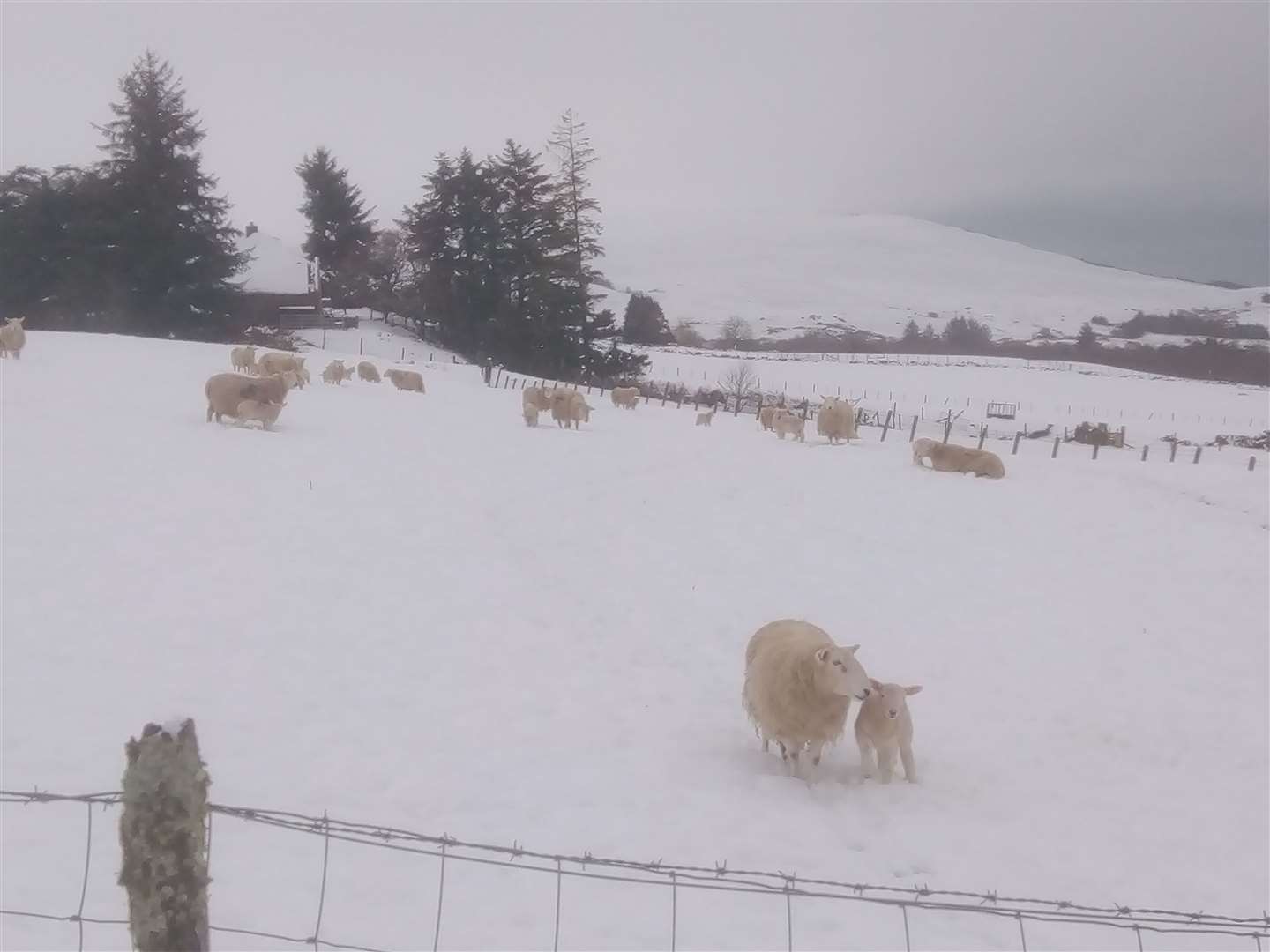 Fortunately the snow arrived after lambing was almost finished at Russell Smith’s croft. Picture: Russell Smith