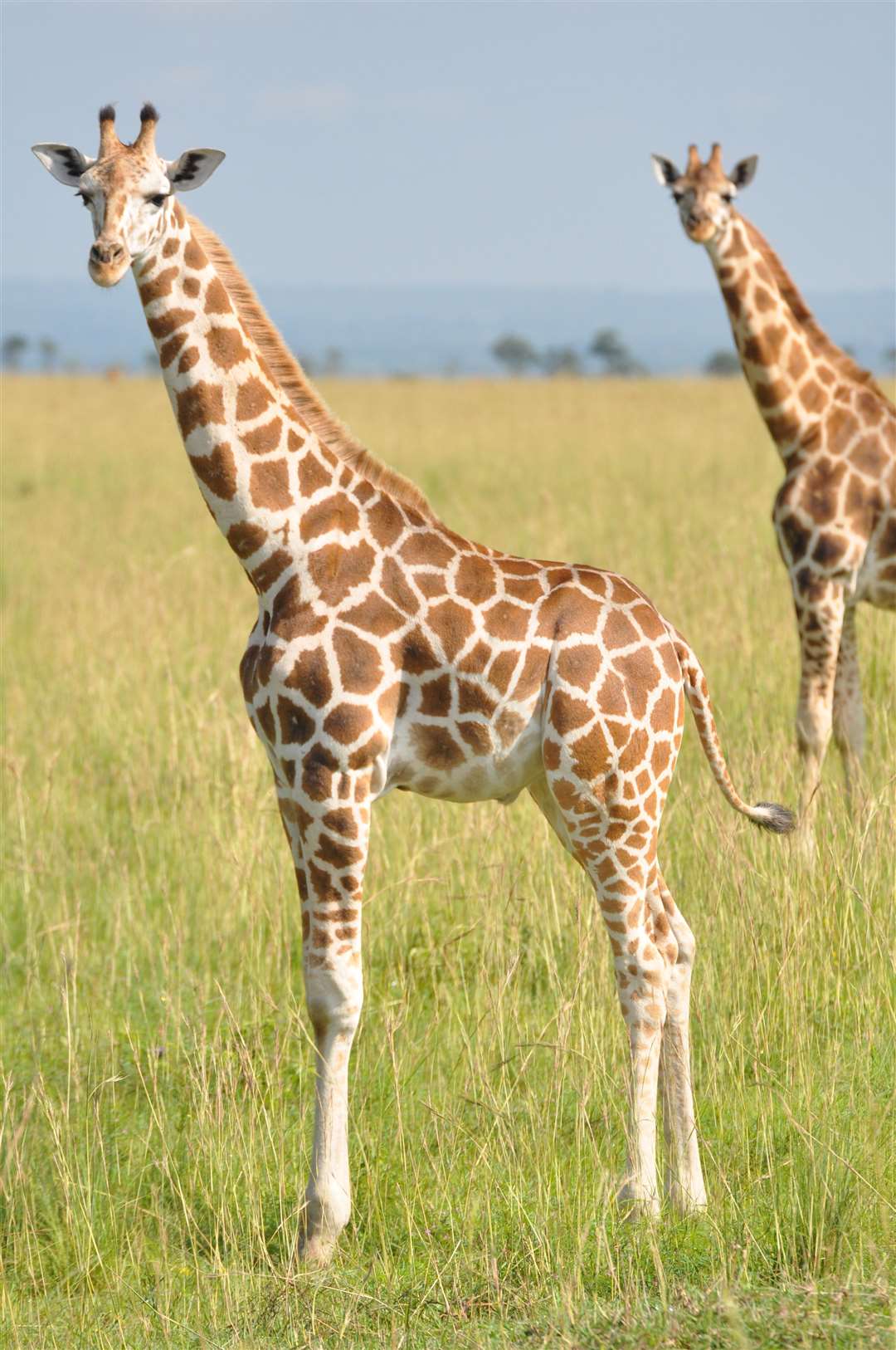 A Nubian giraffe pictured at Murchison Falls, Uganda.