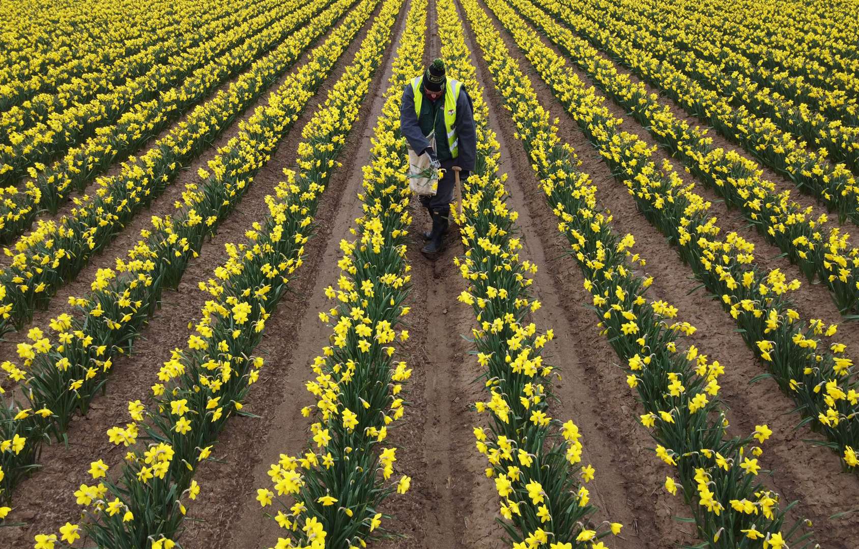 A worker in a field of daffodils at Taylors Bulbs in Lincolnshire (Joe Giddens/PA)