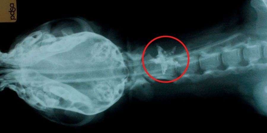 Vets had to act quickly to remove the star-shaped decoration with forceps to stop Charliie the puppy from choking.