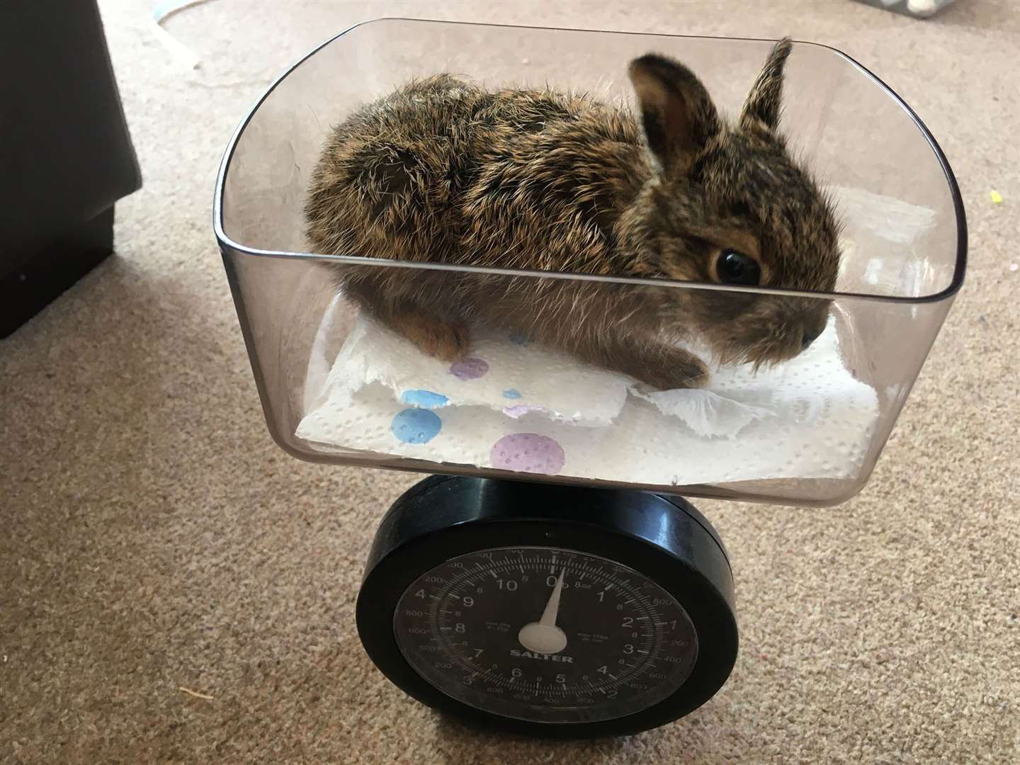 The family monitored Clover’s weight as she grew (Natasha Terry/PA)