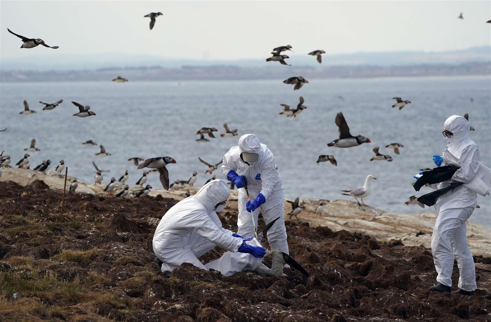 The bird flu outbreak has hit wild birds including seabird colonies on the Farne Islands (Owen Humphreys/PA)