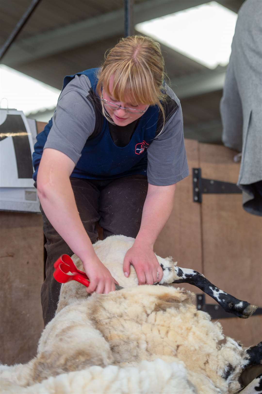 Anna McTaggart showing some nifty sheep-shearing skills yesterday. Picture: Callum Mackay