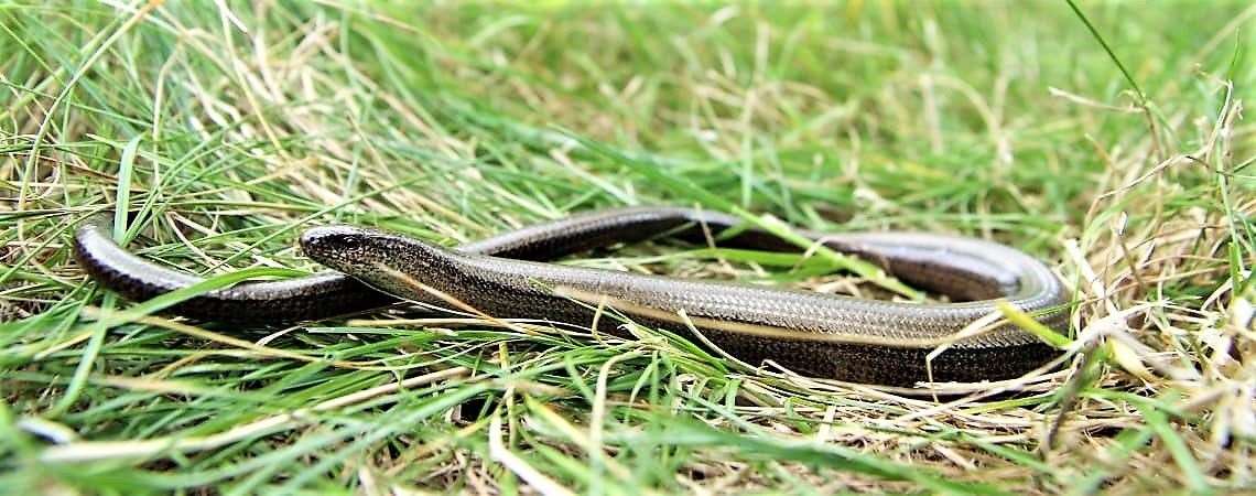 Slow-worms are lizards, though they are often mistaken for snakes. Unlike snakes they have eyelids, a flat forked tongue and can drop their tail to escape from a predator.