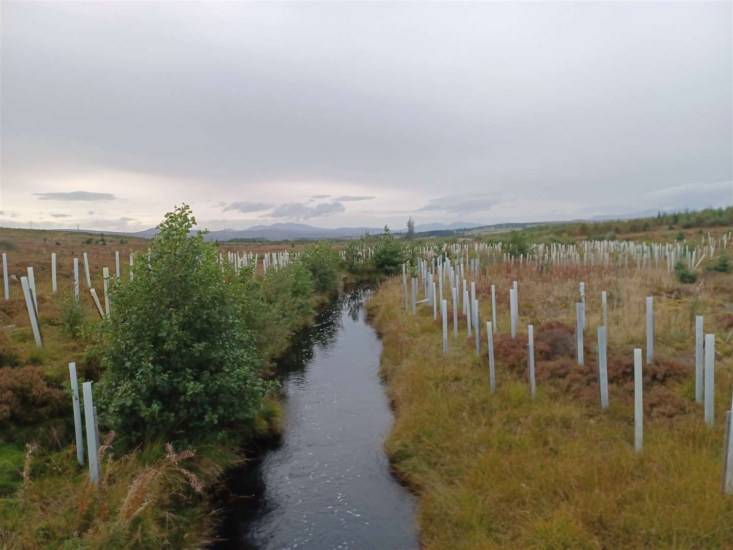 Foresters at Forestry and Land Scotland are now planting hundreds of hectares of new ‘riparian’ (riverside) woodlands, in all regions, but especially in the north of Scotland.