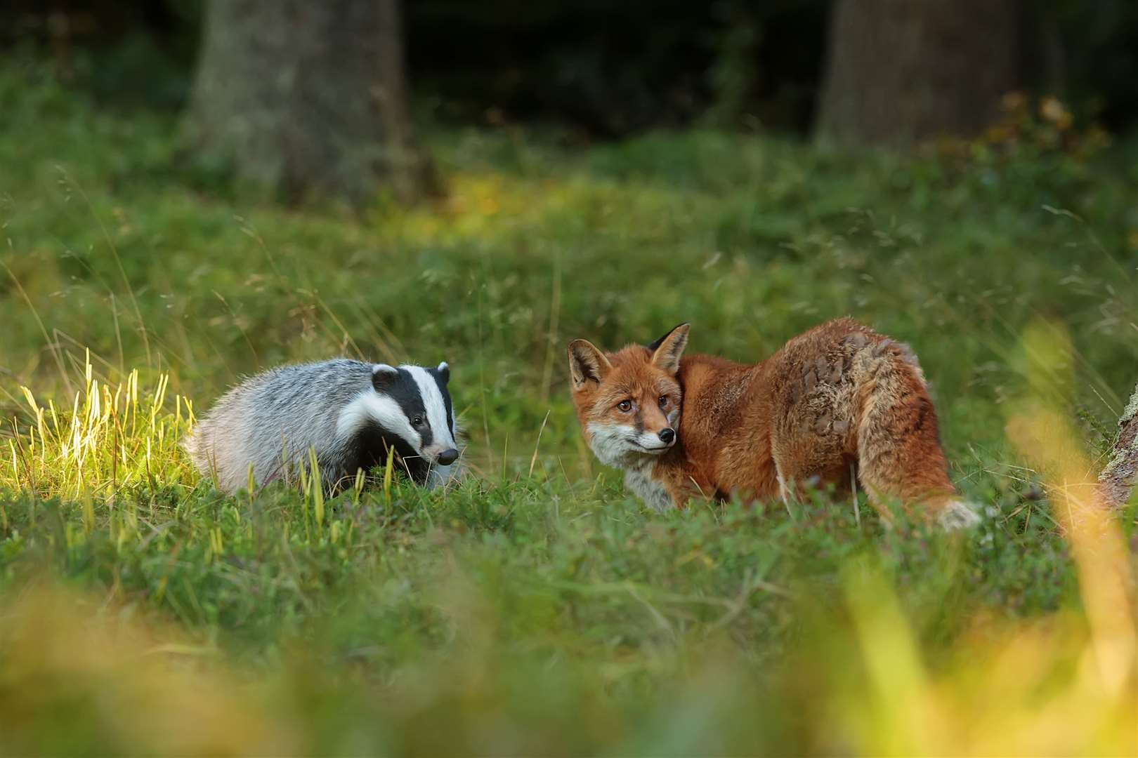 The study shows that foxes were to blame for predation on lambs on Scottish farms, not badgers. Picture: Adobe Stock