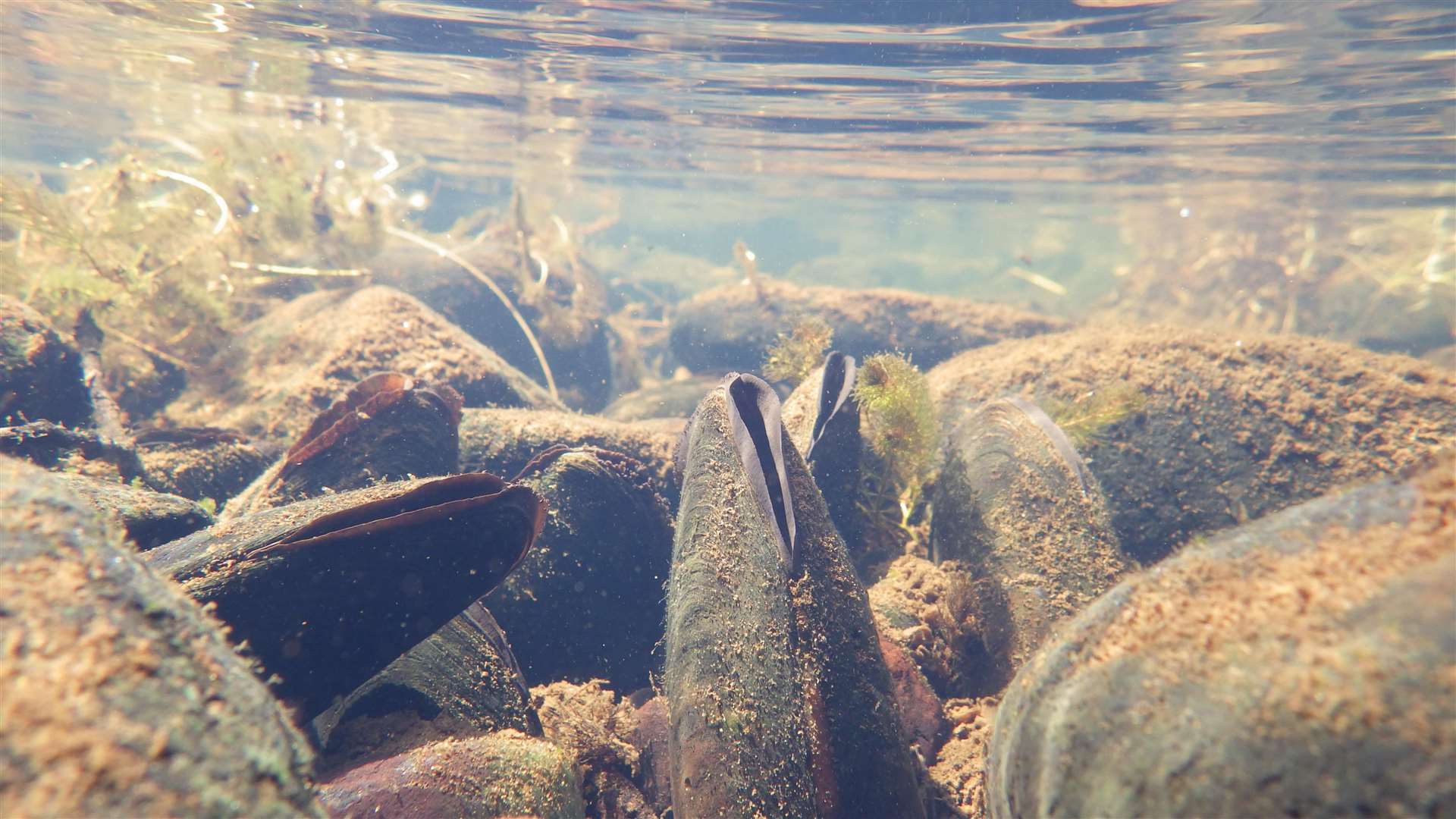 Freshwater pearl mussels. Photo: Iain Sime/NatureScot.