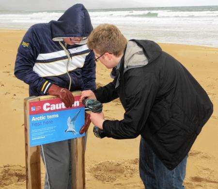 Erecting signs warning the public of possible nesting terns.