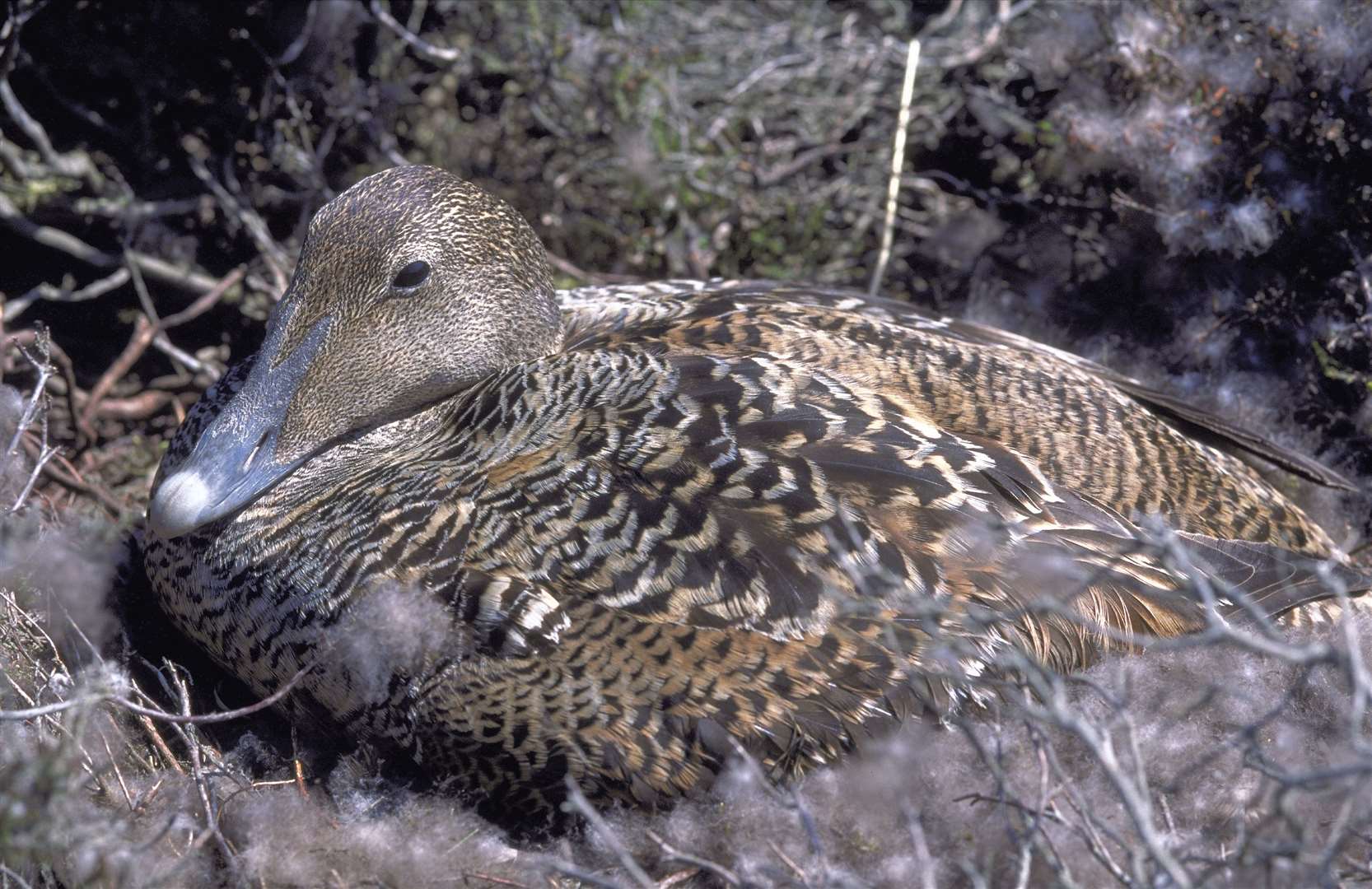 Eider Duck sitting on a nest at Sands of Forvie NNR. Grampian Area. Picture: Lorne Gill