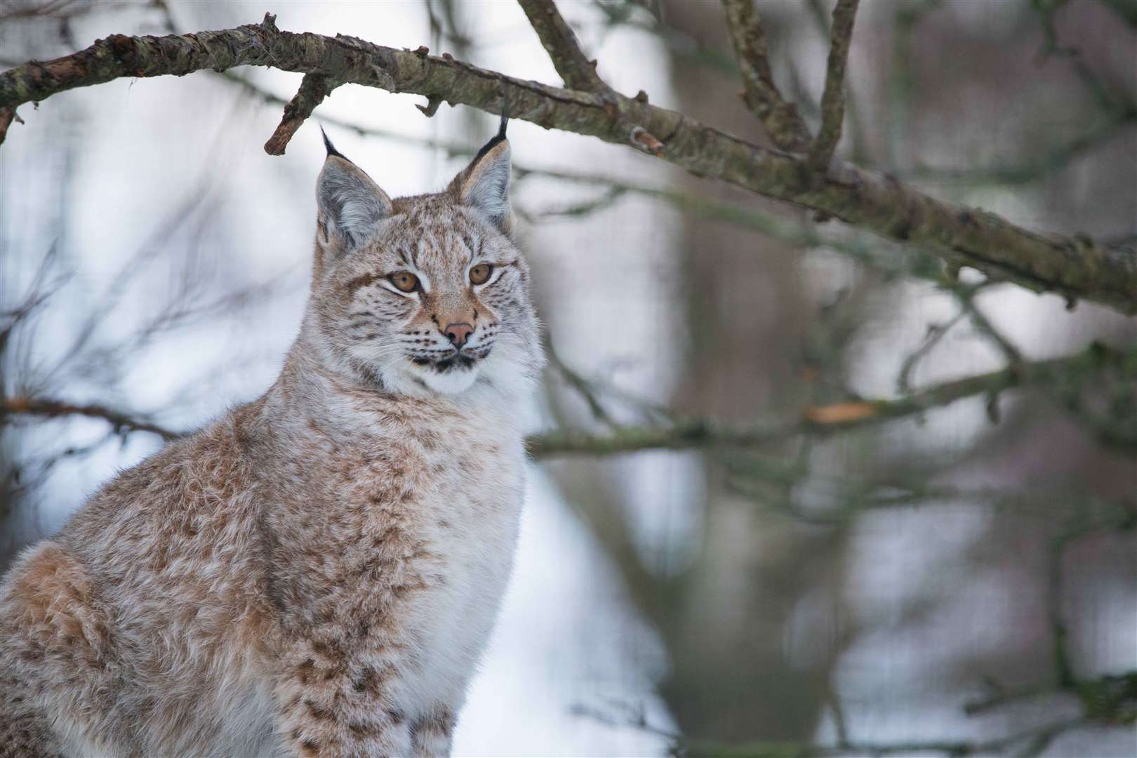 Lynx at the Highland Wildlife Park. Picture: RZSS