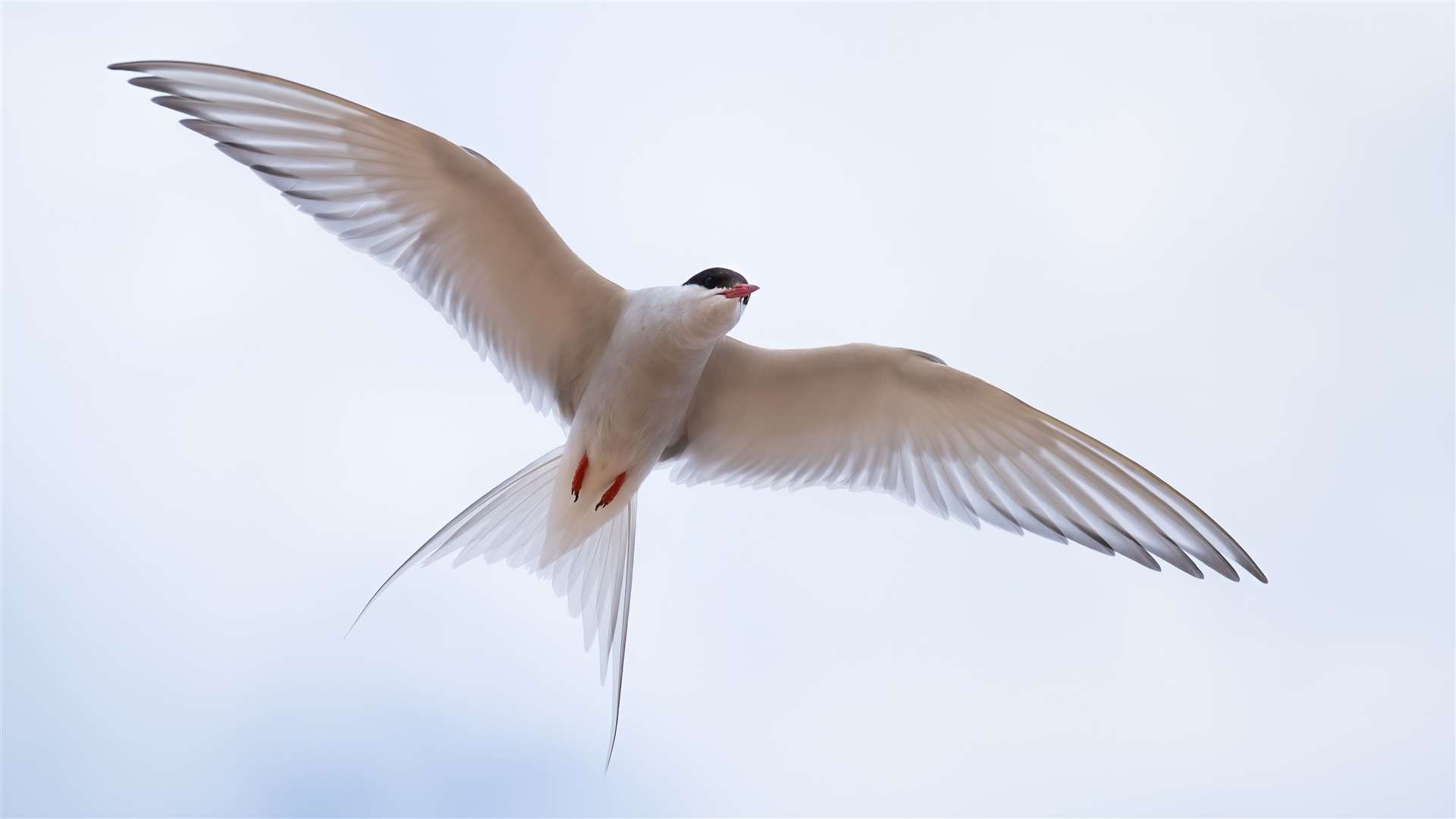 An Arctic tern flying close showing his wings and plumage.
